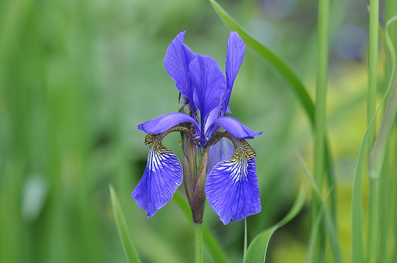 Iris, Mėlynas, Laukinis Augalas, Laukinė Gėlė, Gėlė, Augalas, Žiedas, Žydėti, Uždaryti, Gamta