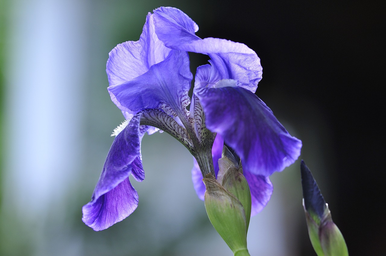 Iris, Mėlynas, Augalas, Gėlė, Laukinis Augalas, Laukinė Gėlė, Žiedas, Žydėti, Uždaryti, Nemokamos Nuotraukos