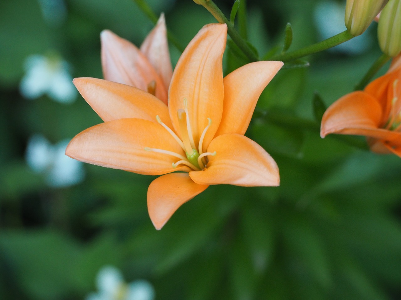 Lelija, Gėlės, Liliaceae, Nemokamos Nuotraukos,  Nemokama Licenzija