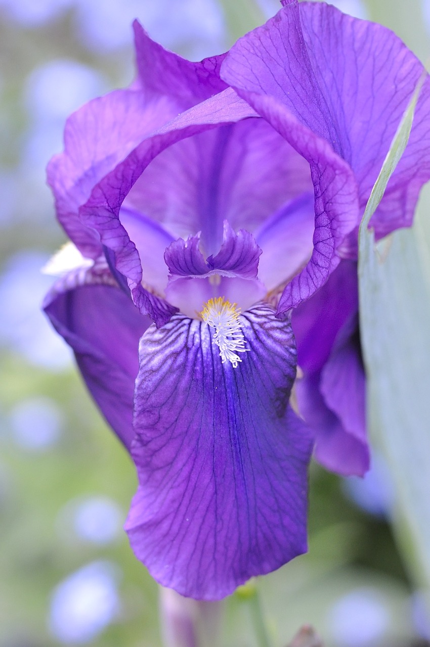 Iris, Gėlė, Žiedas, Žydėti, Žydėjo, Lelija, Gamta, Augalas, Violetinė, Uždaryti