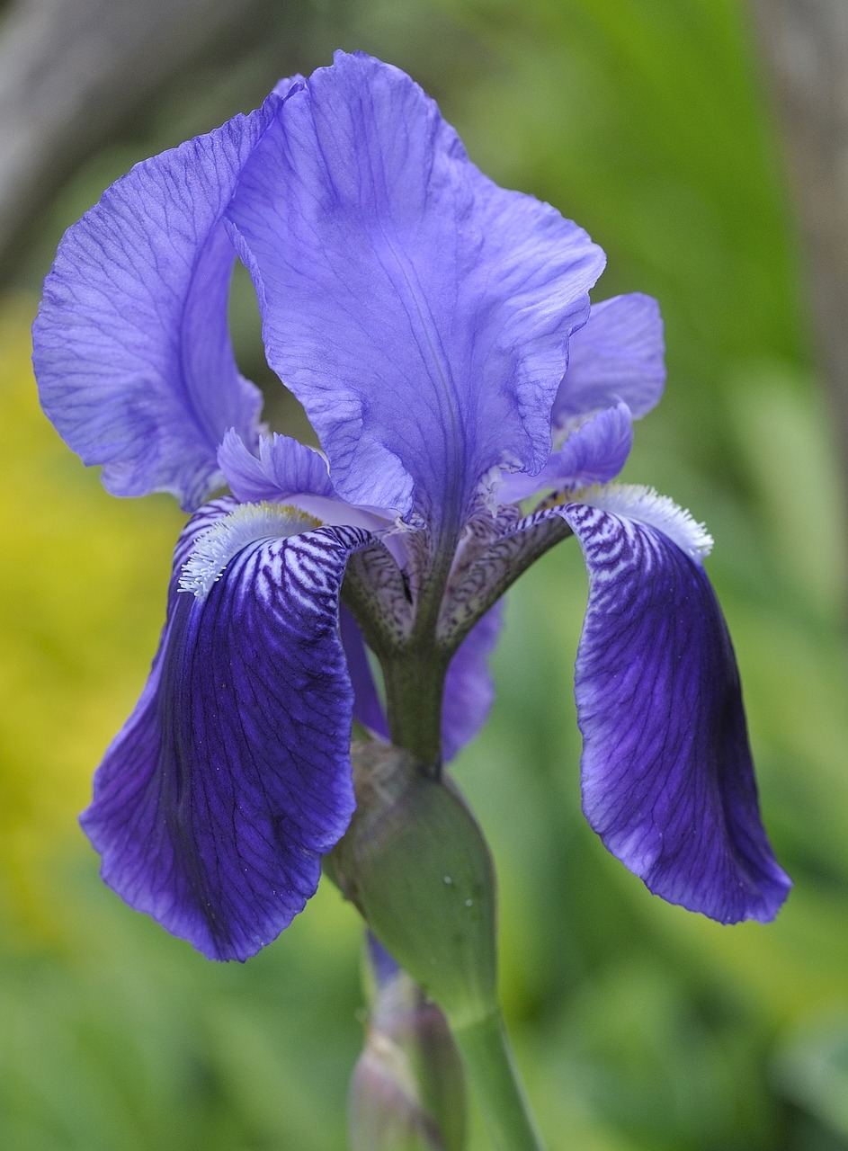 Iris, Gėlė, Žiedas, Žydėti, Žydėti, Gamta, Lelija, Sodas, Mėlynas, Uždaryti