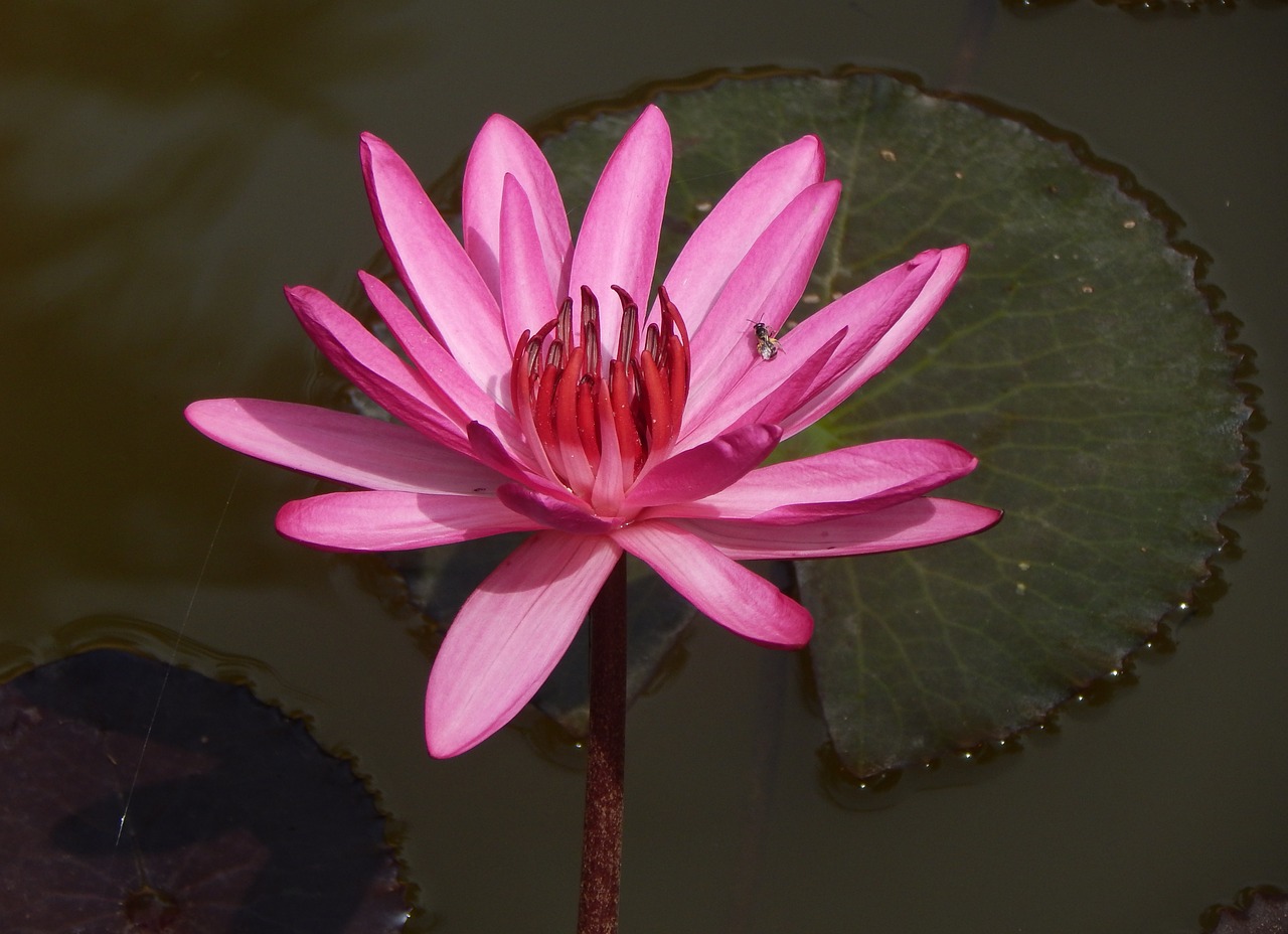 Lelija, Vandens Lelija, Vandens Lelija, Raudona Vandens Lelija, Lal Shapla, Lal Kamal, Raktakamal, Nilofar, Nymphaea Rubra, Nymphaeaceae