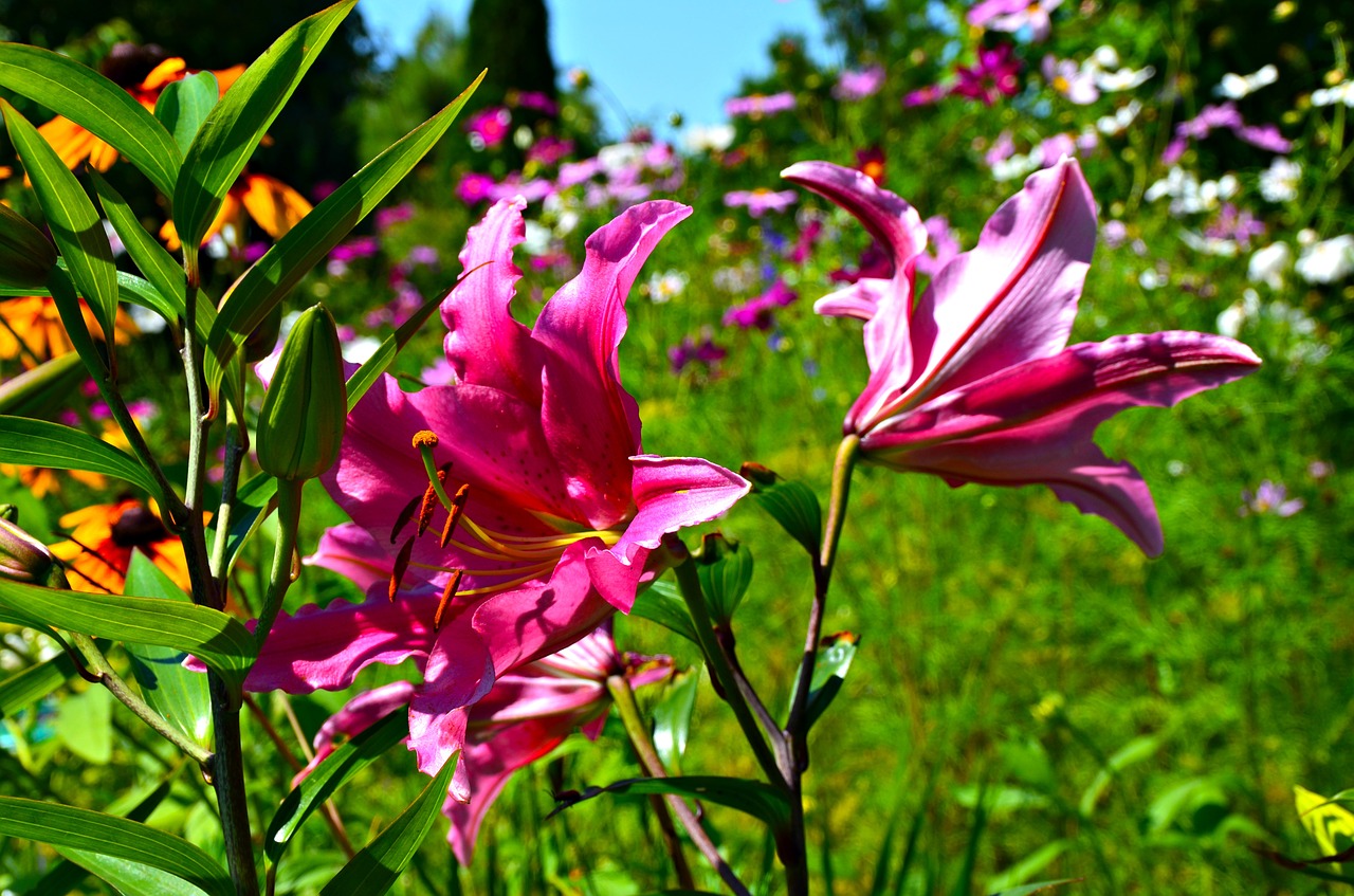 Lelija, Gėlė, Rožinė Lelija, Rudbekie, Nemokamos Nuotraukos,  Nemokama Licenzija