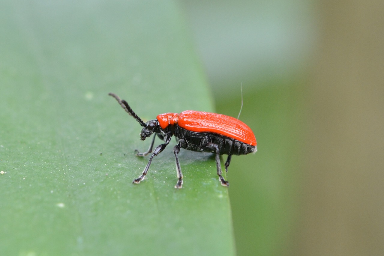 Lelija Vištiena, Lapų Vabalas, Criocerinae, Vabalas, Raudona, Lelija, Lapai, Raudonas Vabalas, Uždaryti, Makro