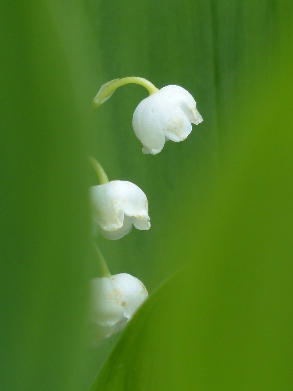 Pakalnutė, Žiedas, Žydėti, Balta, Gėlė, Convallaria Majalis, Šparagų Augalas, Augalas, Laukinė Gėlė, Pavasaris