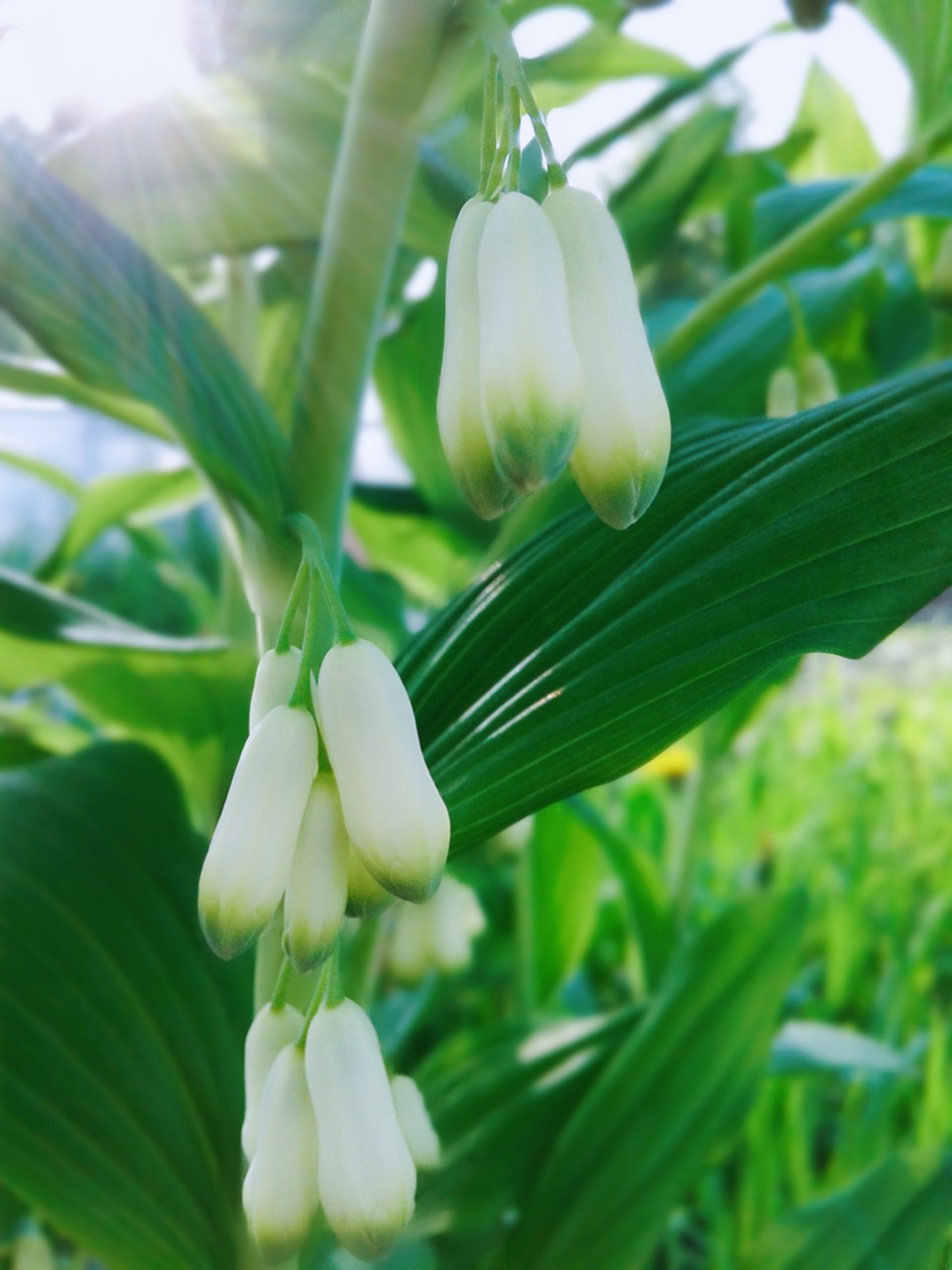 Pakalnutė, Sodas, Gėlės, Vasara, Žalumos, Flora, Gamta, Budas, Spinduliai, Saulė