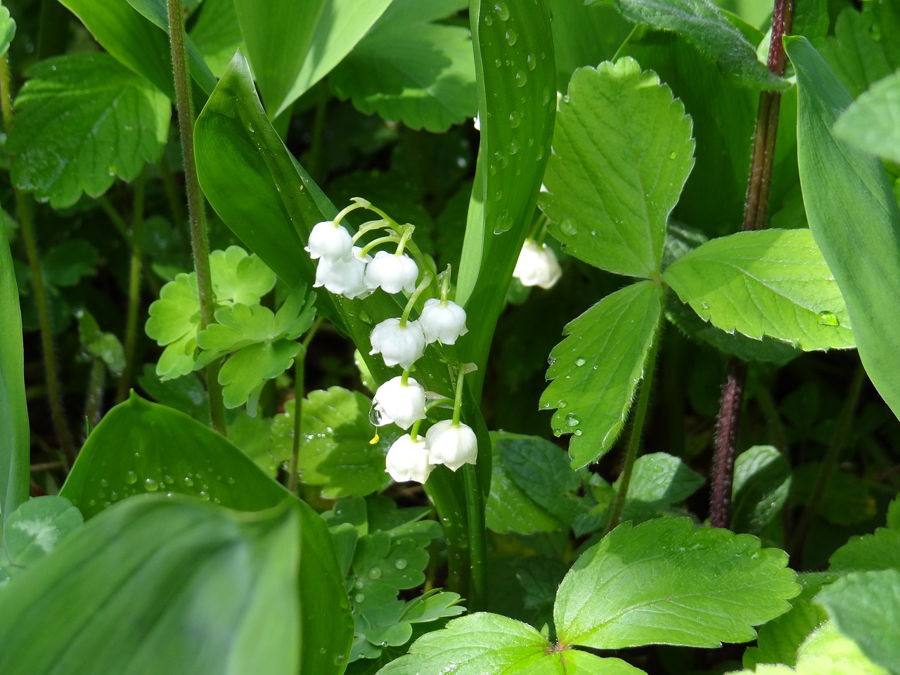 Pakalnutė, Žiedas, Žydėti, Balta, Pavasaris, Kvepalai, Gegužė, Aromatingas, Sodas, Nemokamos Nuotraukos