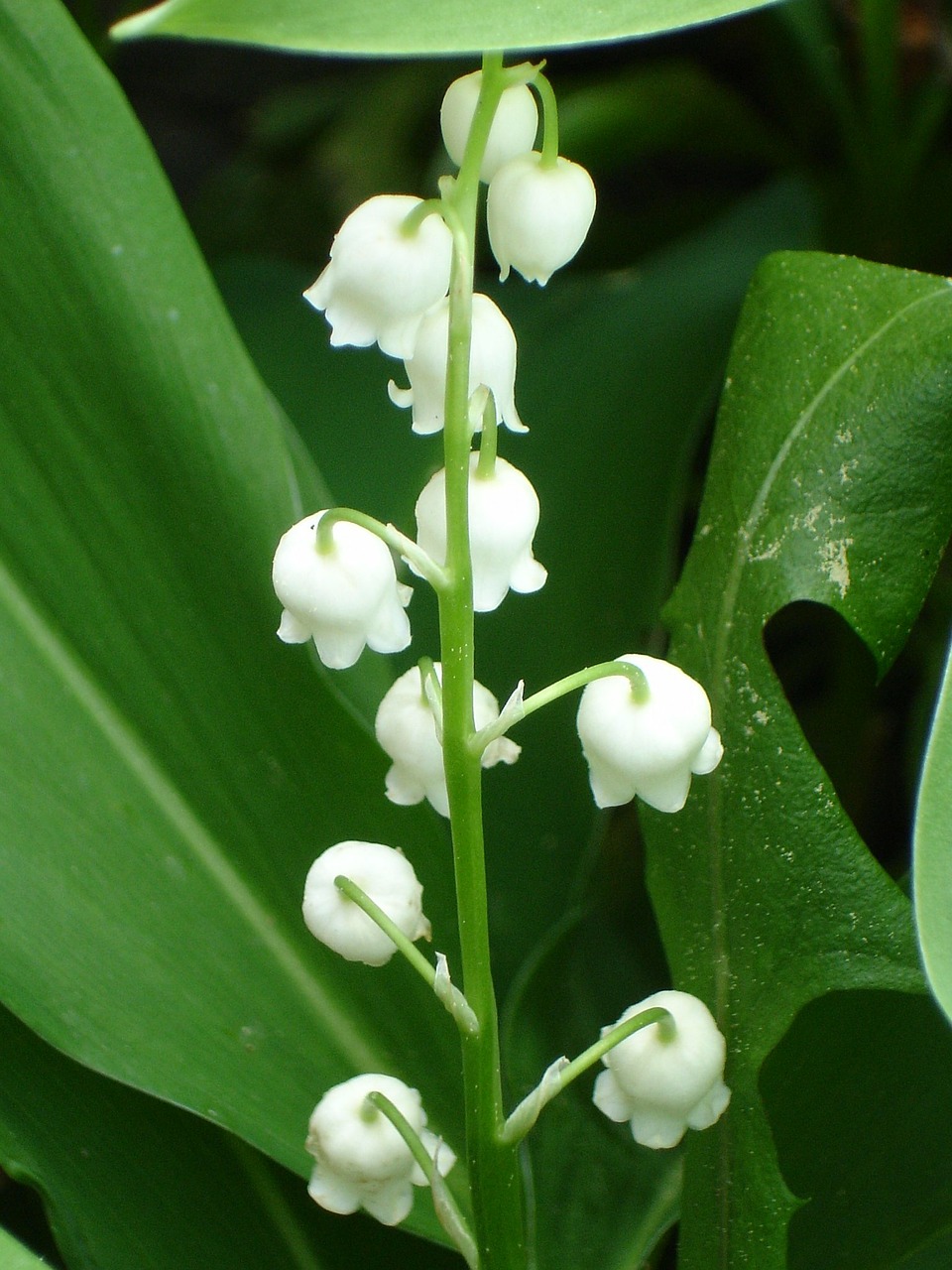 Pakalnutė, Convallaria Majalis, Šparagų Augalas, Augalas, Laukinė Gėlė, Pavasaris, Kvepalai, Saldus, Balta, Gėlė