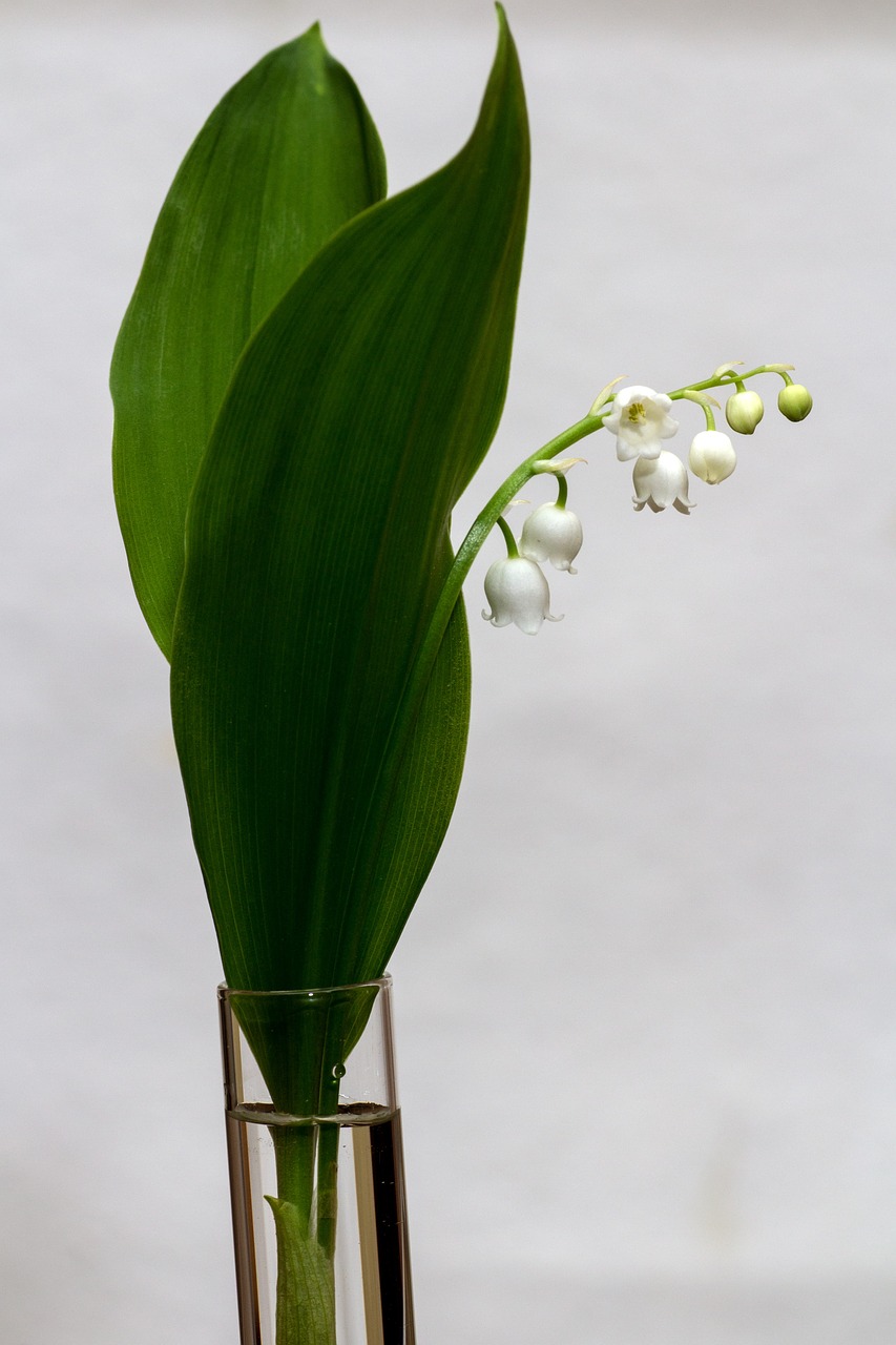 Pakalnutė,  Convallaria Majalis,  Pavasaris,  Balta,  Varpas,  Gėlė, Nemokamos Nuotraukos,  Nemokama Licenzija