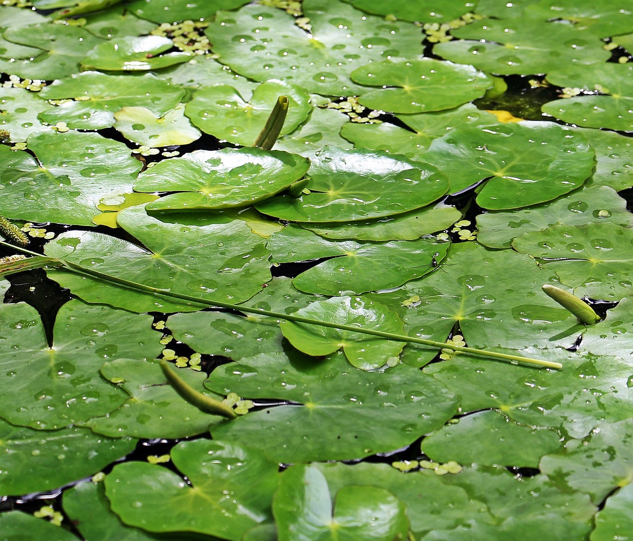 Lelija, Lapai, Tvenkinys, Ežeras, Vanduo, Gamta, Sodo Tvenkinys, Vandens Augalas, Augalas, Flora