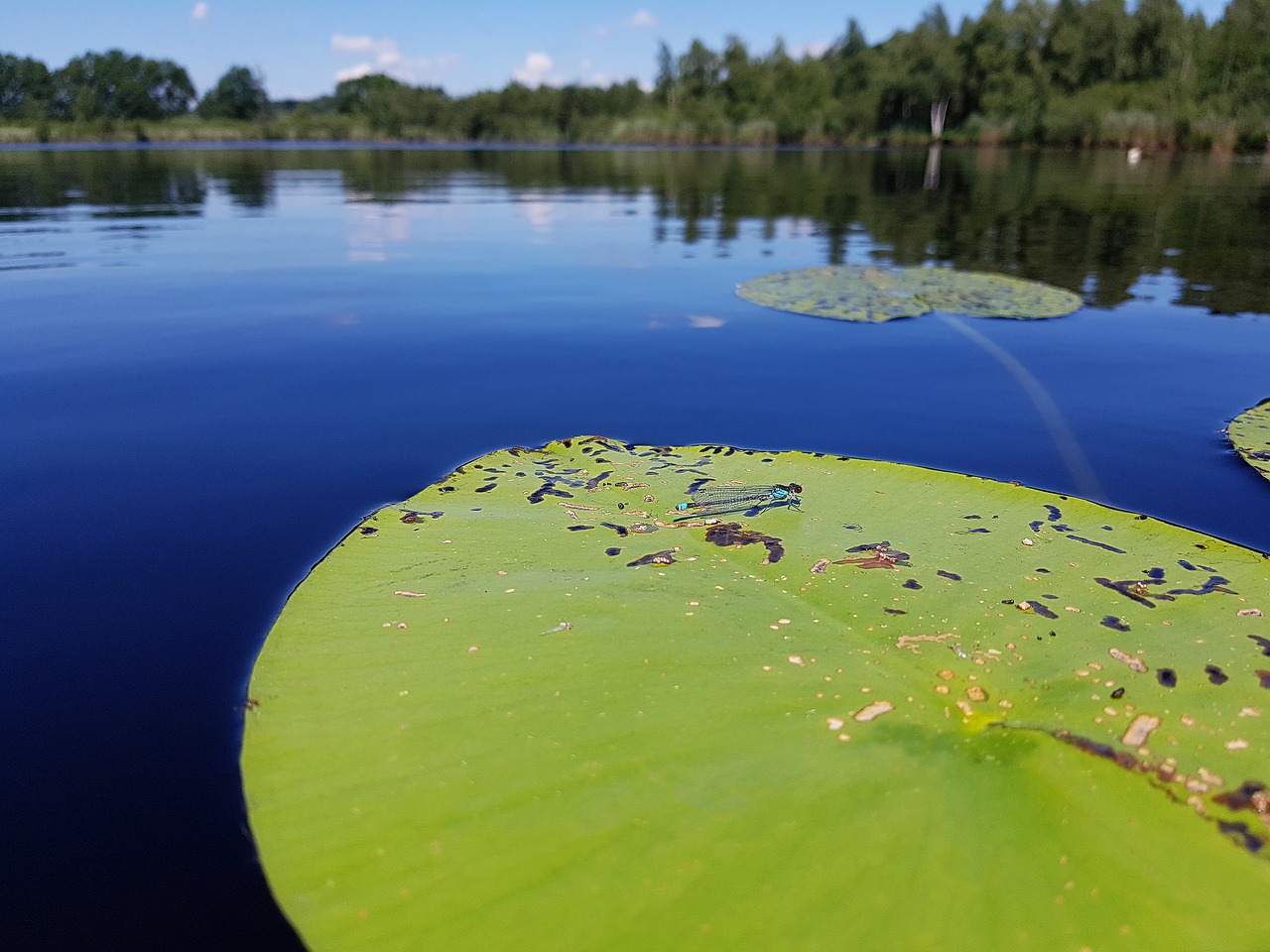 Lelija Padas,  Dragonfly,  Vabzdys,  Stiklinę Druhna,  Vandens Augalų,  Vandens,  Pelkė Ežeras,  Ežeras,  Biotopo,  Tylūs Vandenys