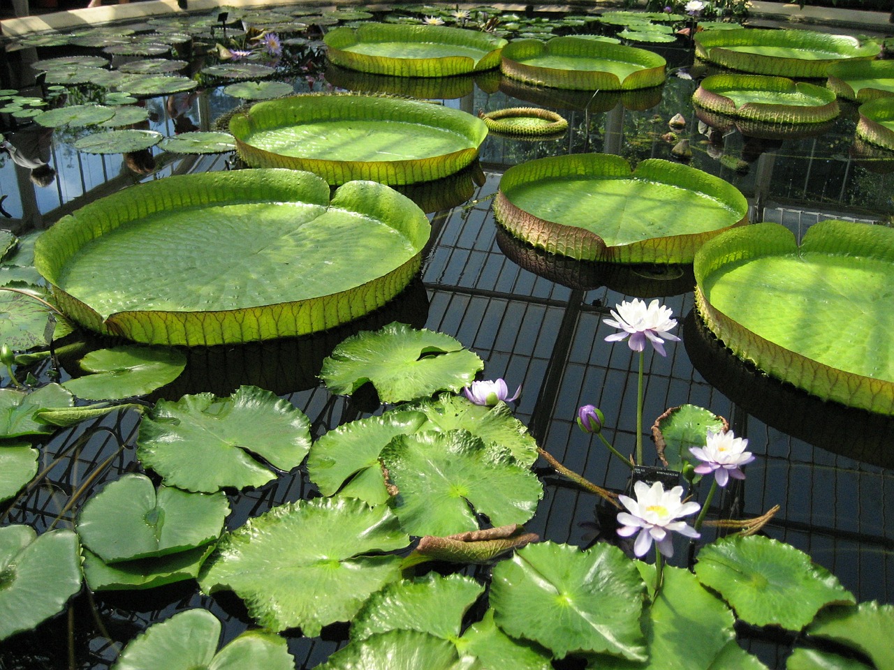 Lelija, Tvenkinys, Kew Sodai, Botanikos, Botanikos, Gėlė, Žalias, Vanduo, Botanika, Sodas
