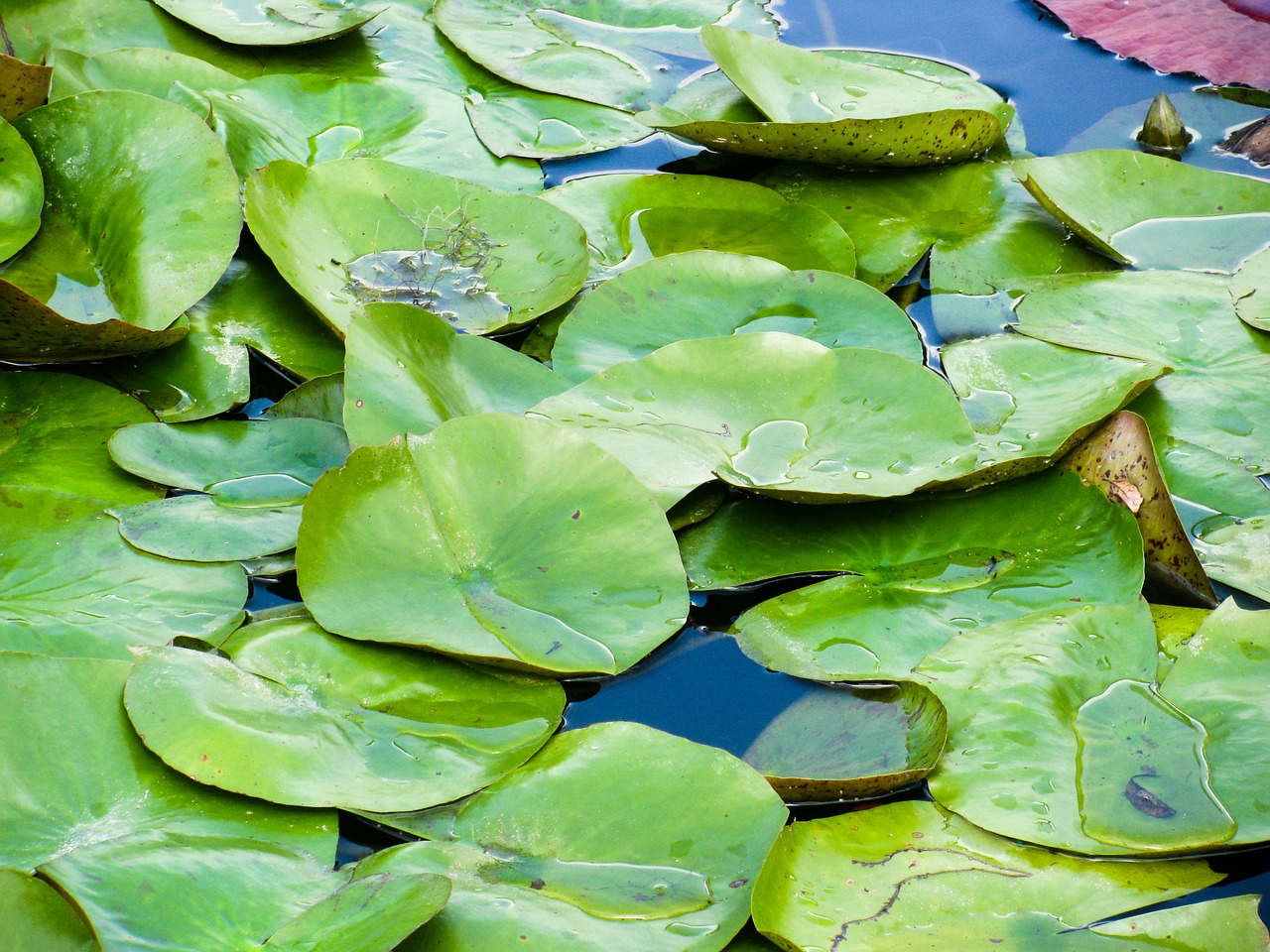 Lelijos Pamokos, Vandens Augalas, Tvenkinys, Gamta, Žalias, Vandens, Ežeras, Flora, Lapai, Vanduo