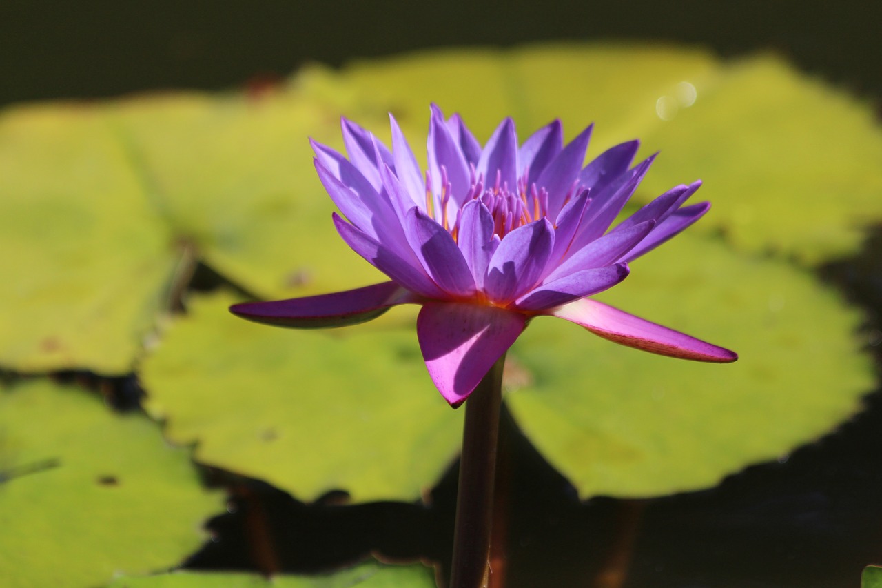 Lelijos Žvaigždė, Nymphaea Nouchali, Vandens Lelija, Vandens Augalai, Augalai, Flora, Purpurinė Gėlė, Violetinė, Žalias Fonas, Nemokamos Nuotraukos