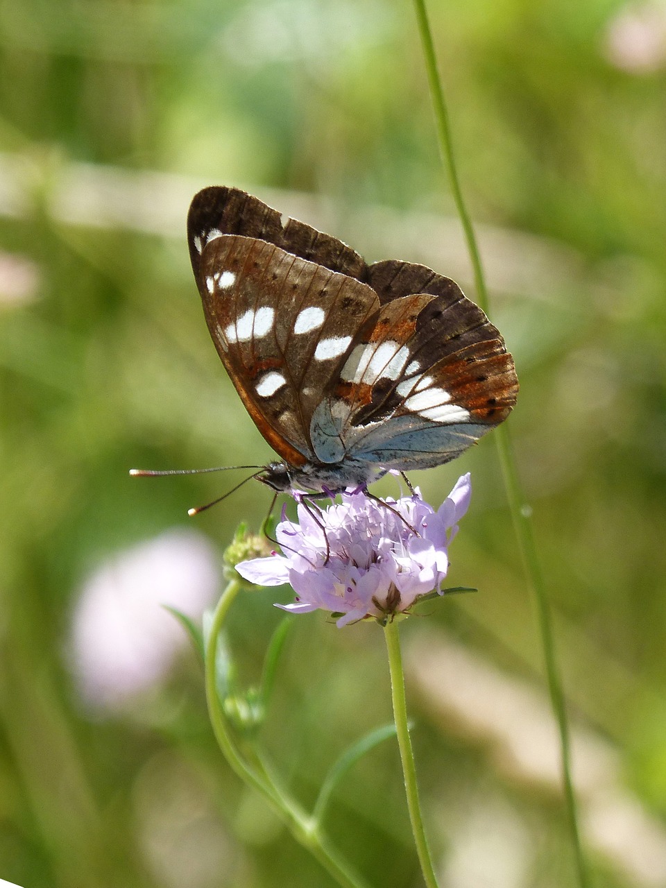 Limenitas Reducta, Nymph Streams, Drugelis, Nimfa Mediterrània, Gėlė, Bagažinė, Libar, Nemokamos Nuotraukos,  Nemokama Licenzija