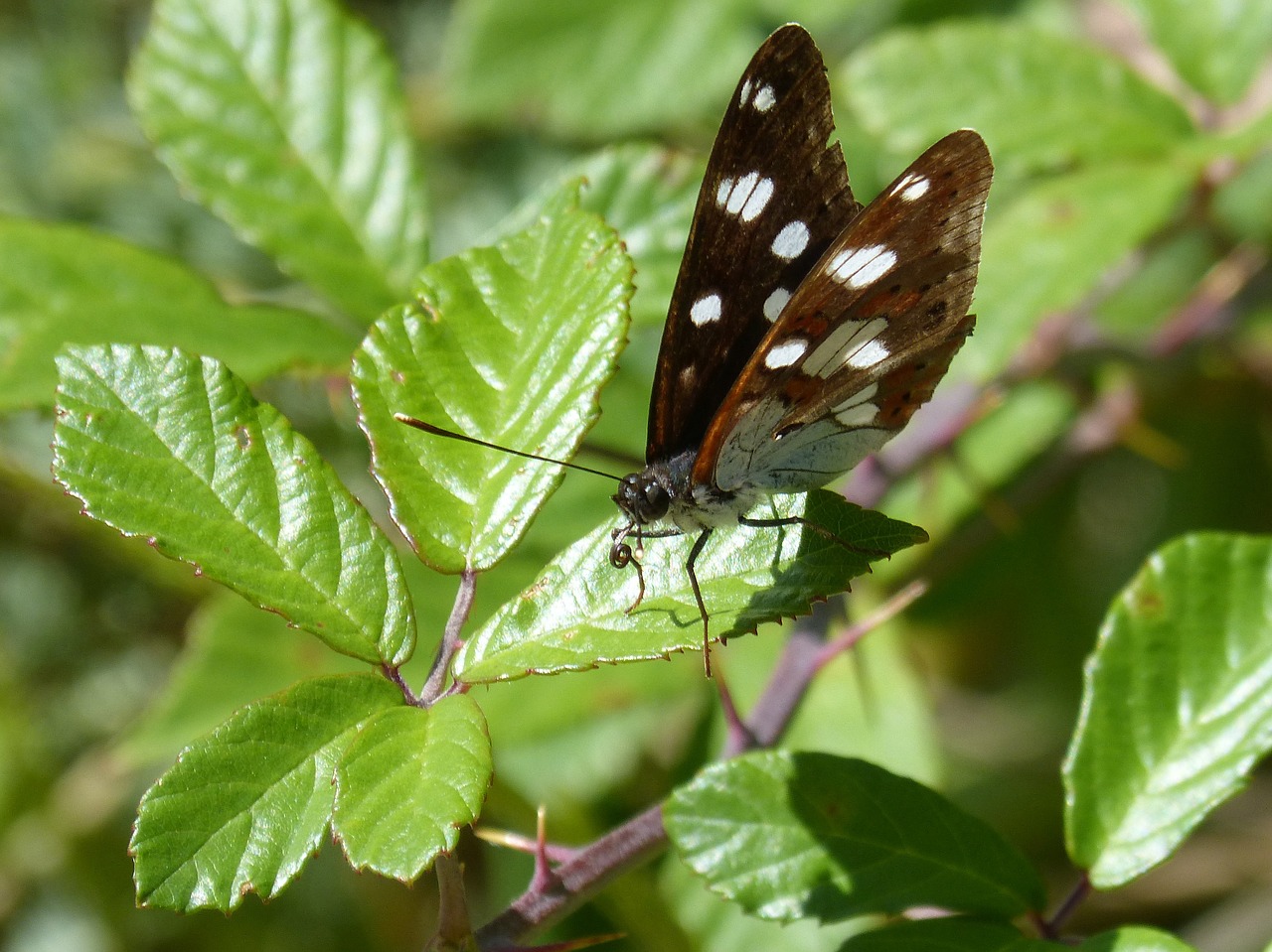 Limenitas Reducta, Nymph Streams, Drugelis, Nimfa Mediterrània, Gėlė, Bagažinė, Libar, Nemokamos Nuotraukos,  Nemokama Licenzija