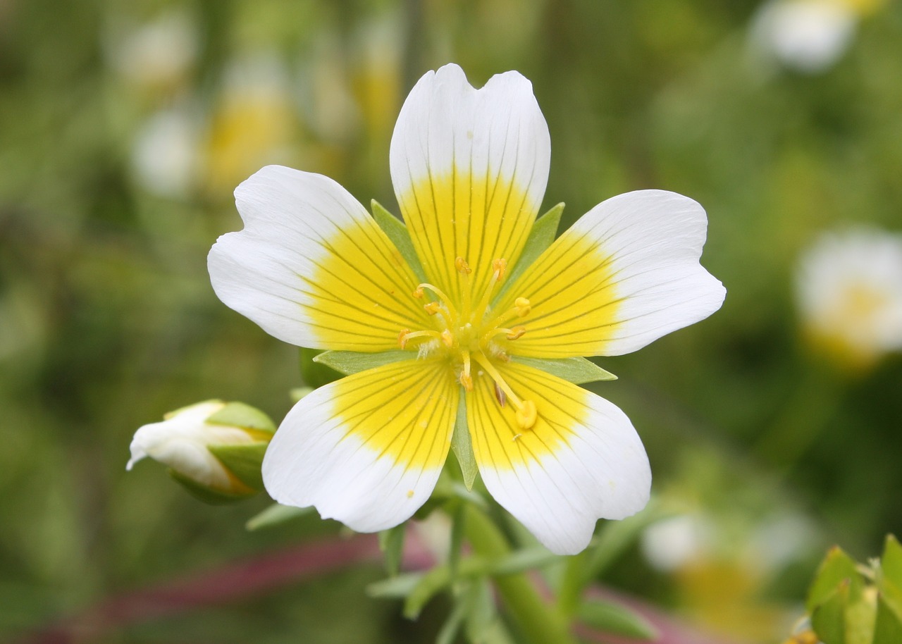 Limnanthes Douglasii, Duglasas Meadowfoam, Apkeptos Kiaušinių Augalas, Geltona, Apvalus, Balta, Sezonas, Nemokamos Nuotraukos,  Nemokama Licenzija