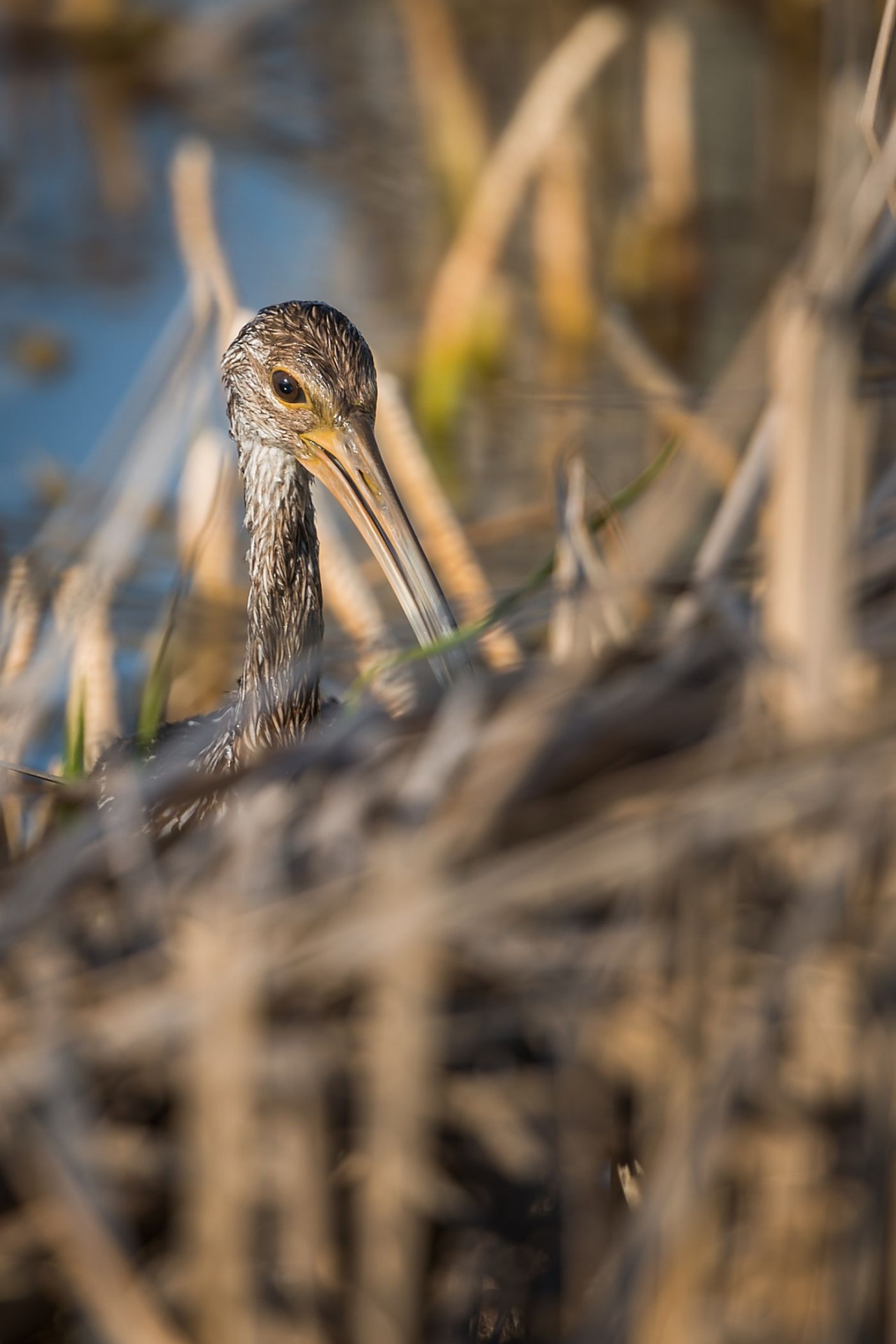 Florida,  Viera,  Šlapynes,  Limpkin,  Paukščiai,  Nendrės,  Pavasaris,  Portretas,  Pelkės,  Kelionė