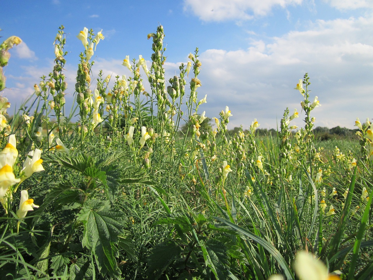 Linaria Vulgaris,  Paprastoji Rapsukė,  Geltona Ramunė,  Sviestas Ir Kiaušiniai,  Wildflower,  Botanika,  Flora,  Rūšis,  Augalas, Nemokamos Nuotraukos