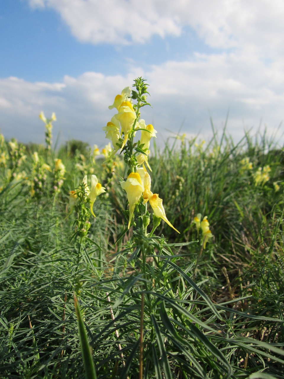 Linaria Vulgaris,  Paprastoji Rapsukė,  Geltona Ramunė,  Sviestas Ir Kiaušiniai,  Wildflower,  Botanika,  Flora,  Rūšis,  Augalas, Nemokamos Nuotraukos