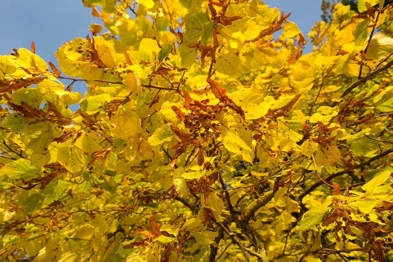 Linda, Medis, Ruduo, Kritimo Spalva, Lapai, Geltona, Kritimo Lapija, Kalkės, Tilia Platyphyllos, Vasaros Liūtys