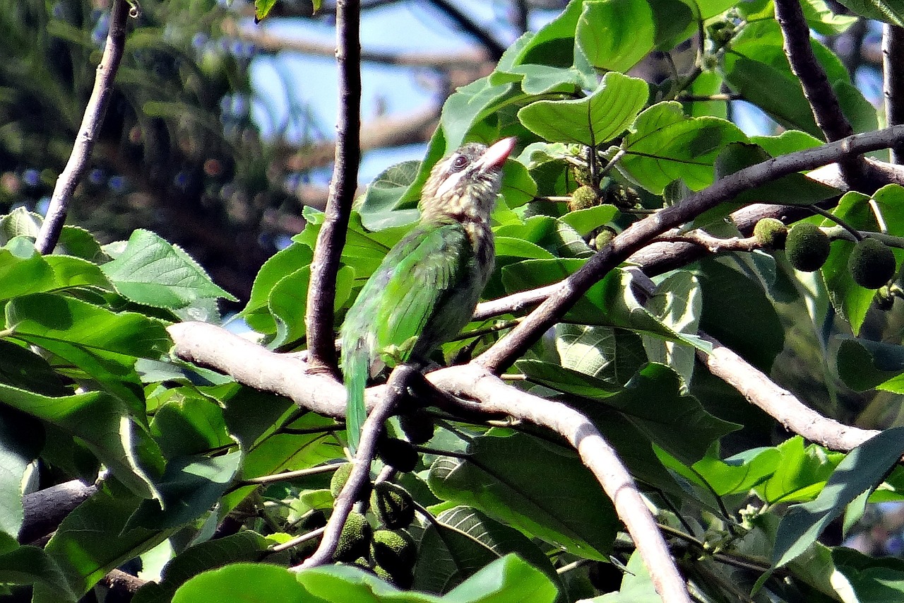 Linijinės Kruopos, Megalaima Lineata Hodgsoni, Žalia Grilis, Pilkojo Kriauklė, Paukštis, Barbet, Megalaiminae, Karnataka, Indija, Nemokamos Nuotraukos