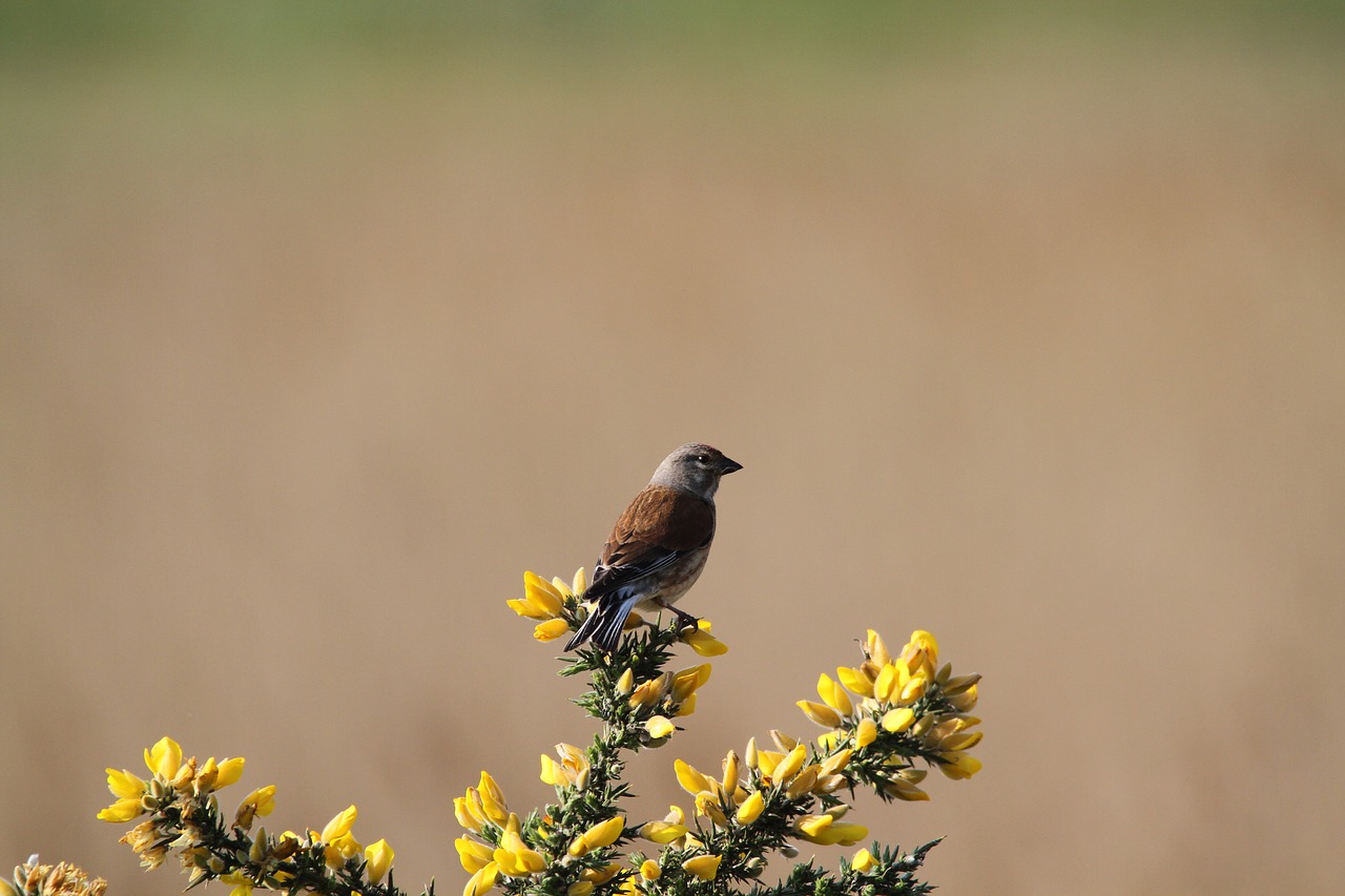 Linnet, Paukštis, Gorse, Fauna, Perching, Laukinė Gamta, Finch, Mažas, Nemokamos Nuotraukos,  Nemokama Licenzija