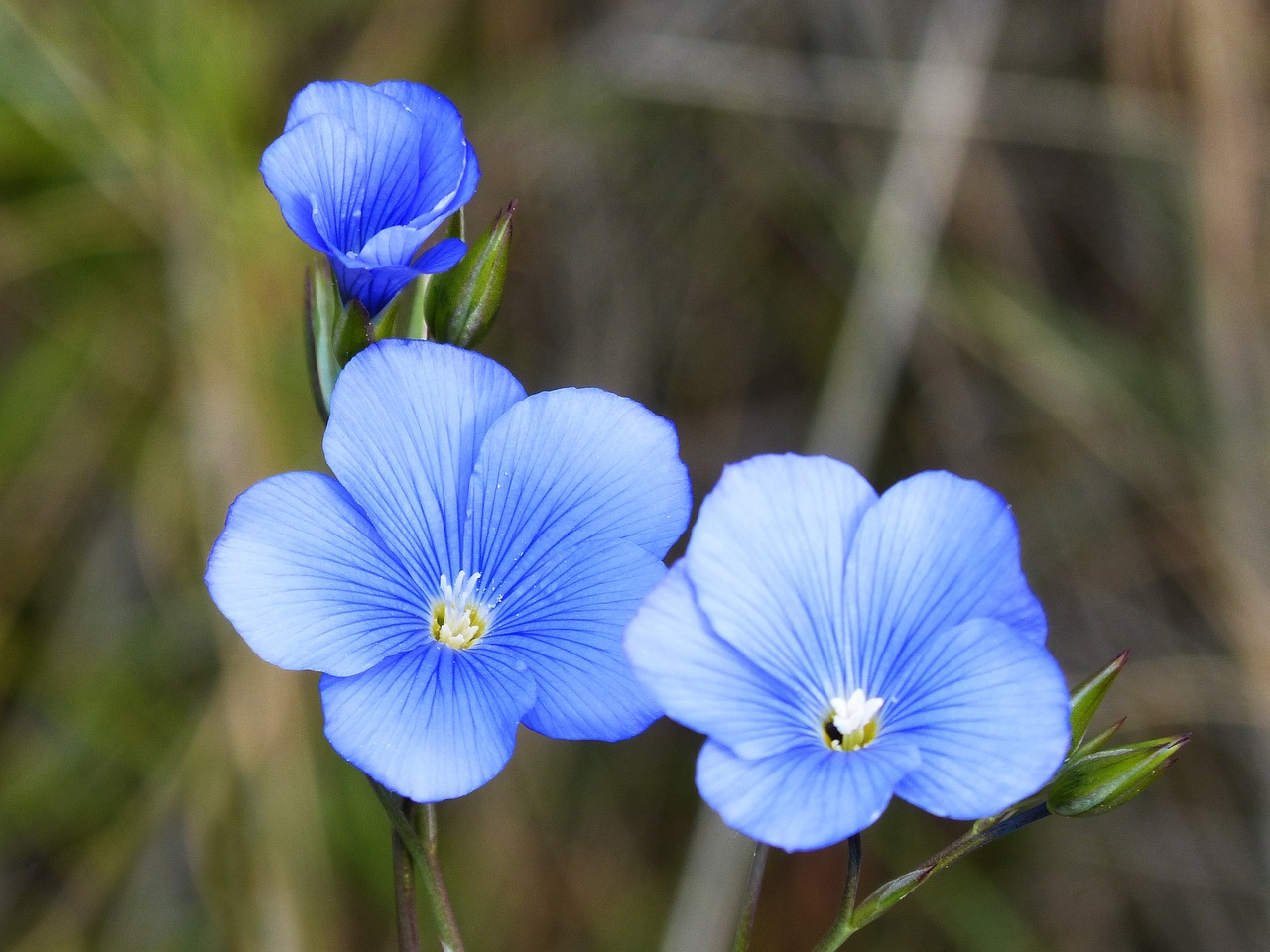 Linum, Mėlyna Gėlė, Gėlė, Nemokamos Nuotraukos,  Nemokama Licenzija