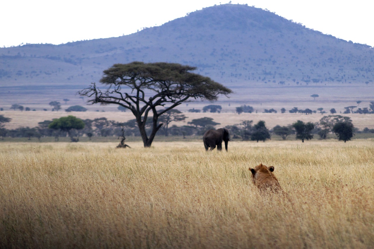 Liūtas, Dramblys, Afrika, Stiebas, Safari, Kraštovaizdis, Gyvūnai, Ramus Prieš Audrą, Nemokamos Nuotraukos,  Nemokama Licenzija