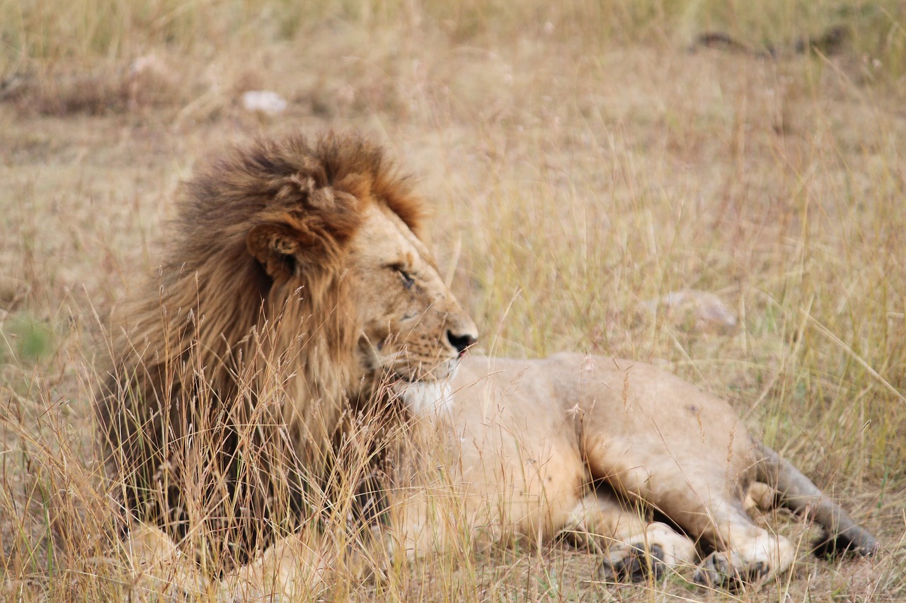 Liūtas, Afrika, Gyvūnas, Serengeti, Safari, Gamta, Nemokamos Nuotraukos,  Nemokama Licenzija