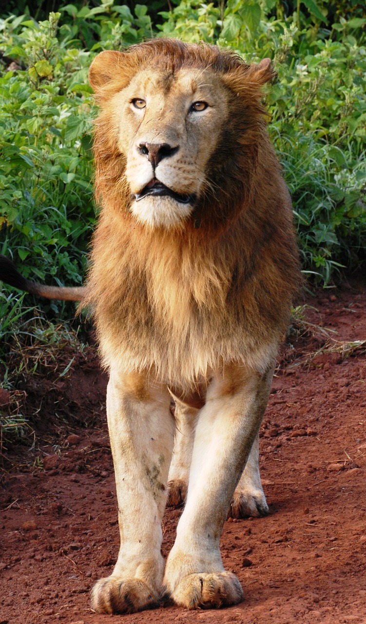 Liūtas, Didelė Katė, Grobio Katė, Wildcat, Laukinis Katinas, Safari, Afrika, Tanzanija, Ngorongoro, Gyvūnas
