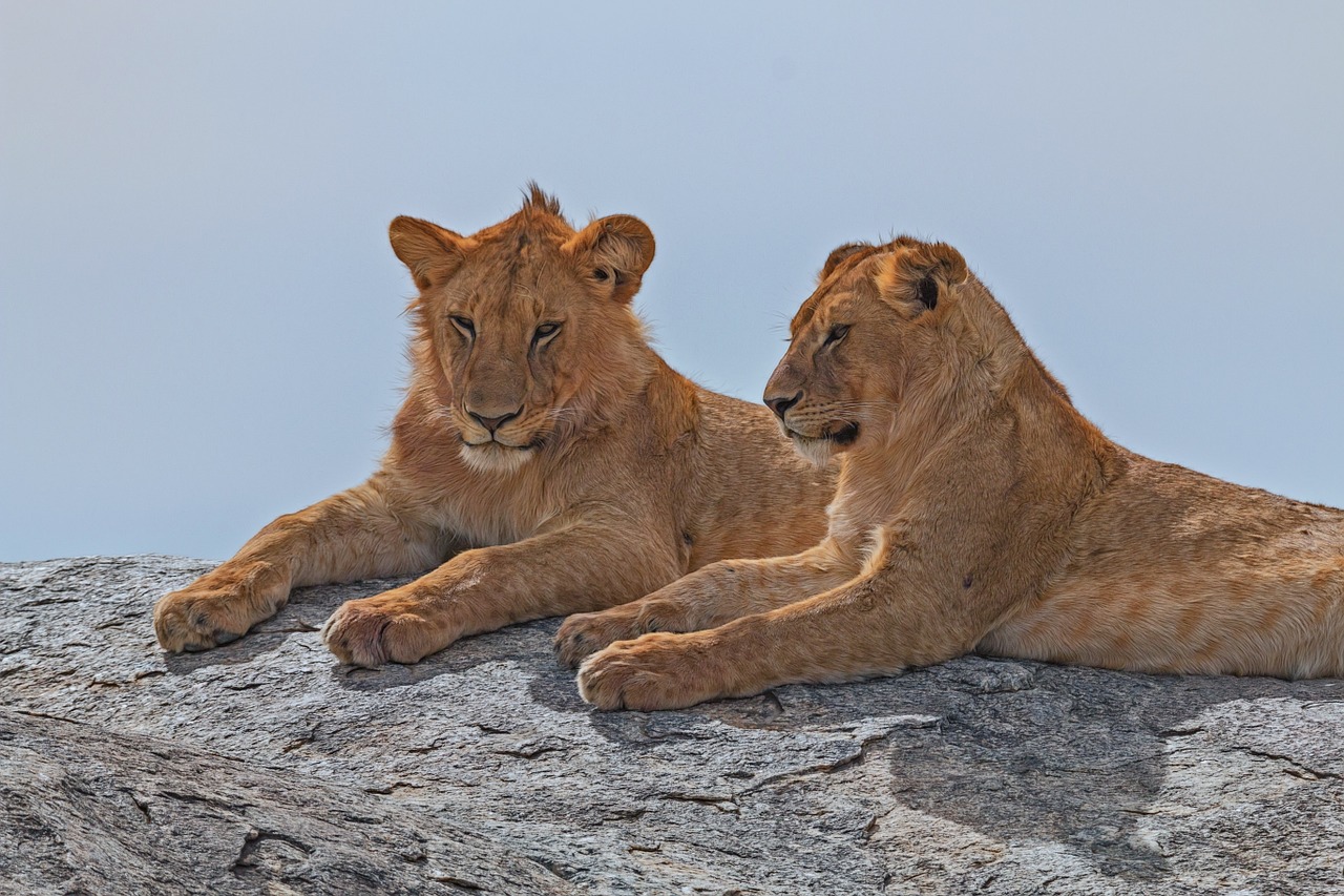 Liūtas, Afrika, Serengeti, Gyvūnas, Safari, Laukinė Gamta, Kačių, Nemokamos Nuotraukos,  Nemokama Licenzija