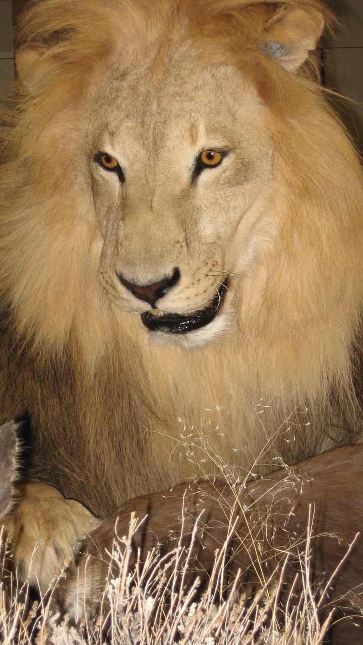 Liūtas, Patinas, Safari, Nemokamos Nuotraukos,  Nemokama Licenzija