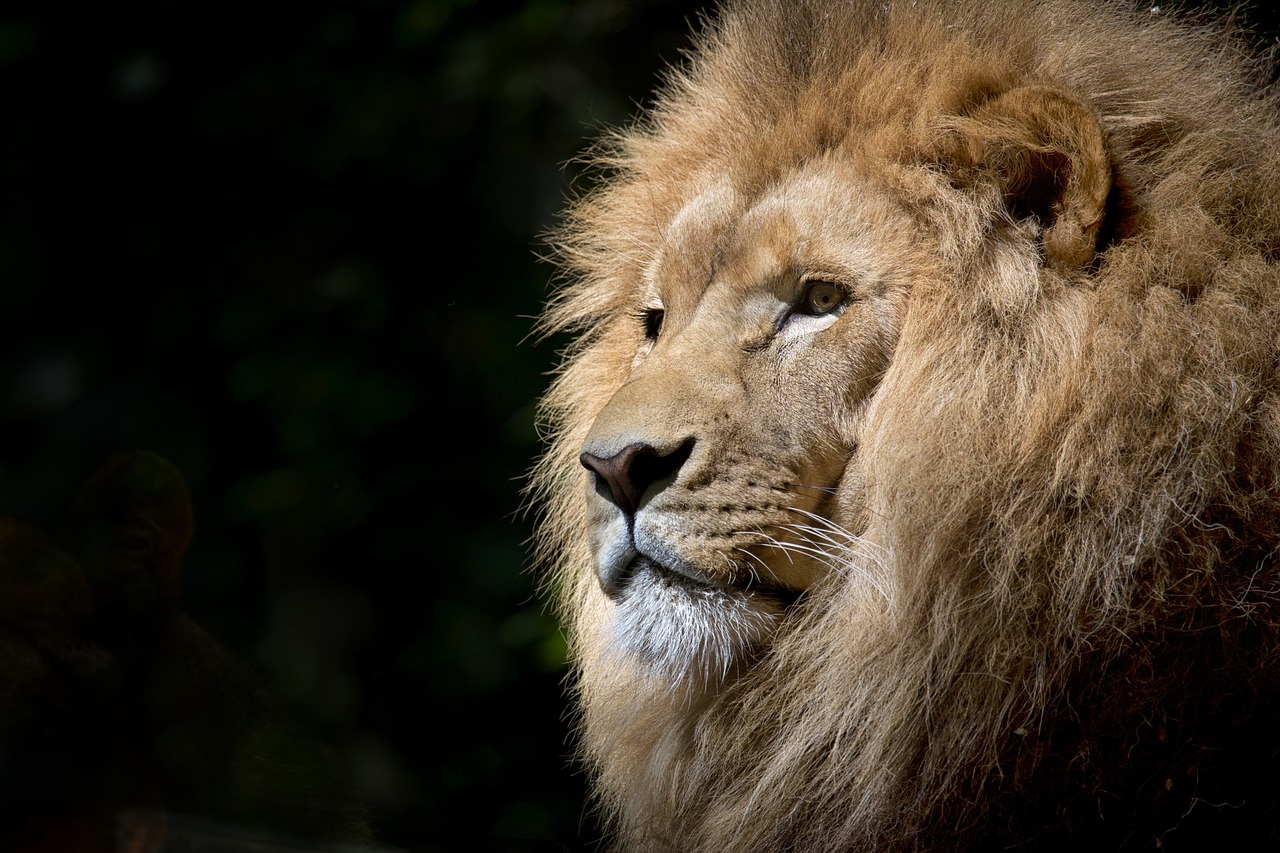 Liūtas, Laukiniai, Afrika, Afrikos, Kūdikiai, Zoologijos Sodas, Fauna, Tawny, Gyvūnas, Laukinis Gyvūnas