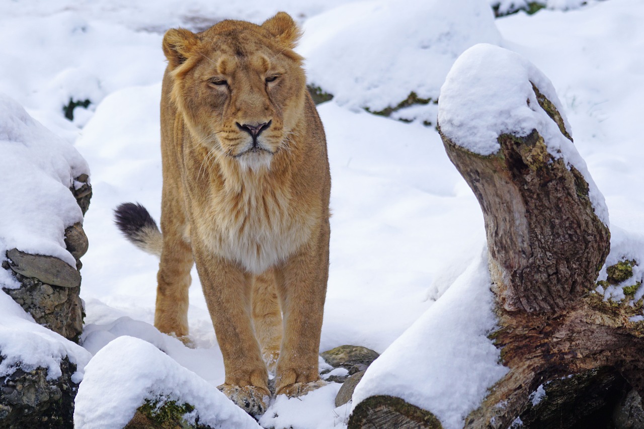 Liūtas, Indijos, Moteris, Katė, Sniegas, Žiema, Gyvūnai, Nemokamos Nuotraukos,  Nemokama Licenzija