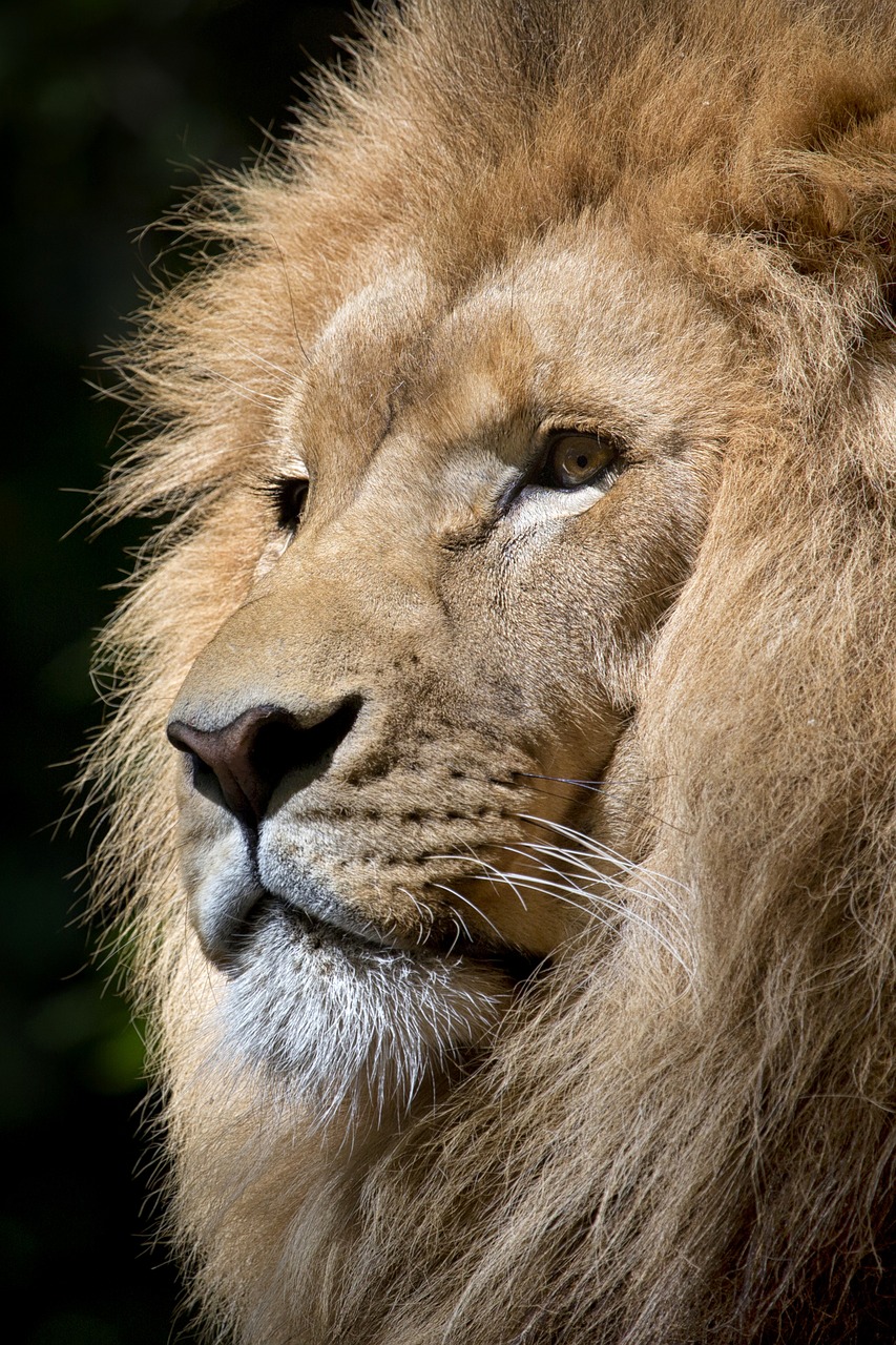 Liūtas, Laukinis Gyvūnas, Gyvūnas, Didybė, Laukiniai, Zoologijos Sodas, Fauna, Tawny, Gyvūnų Portretas, Afrika