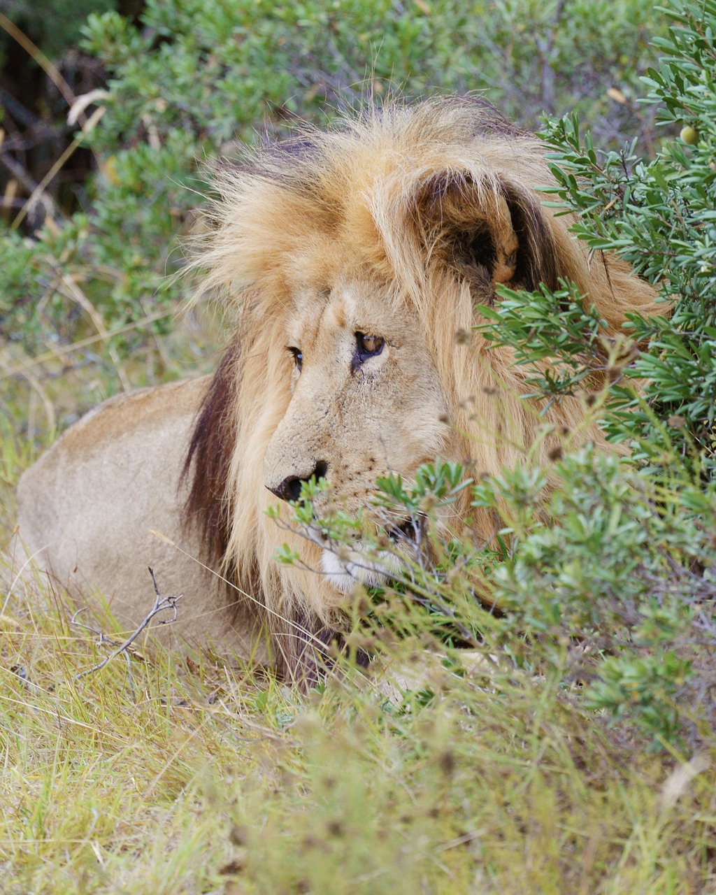 Liūtas, Pietų Afrika, Addo Nacionalinis Parkas, Nemokamos Nuotraukos,  Nemokama Licenzija