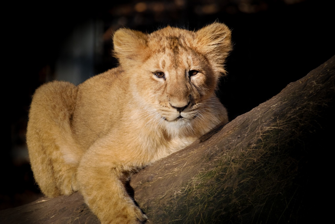 Liūtas, Kūdikis, Jaunas, Mielas, Gyvūnas, Gamta, Laukinė Gamta, Naujagimis, Cub, Žavinga