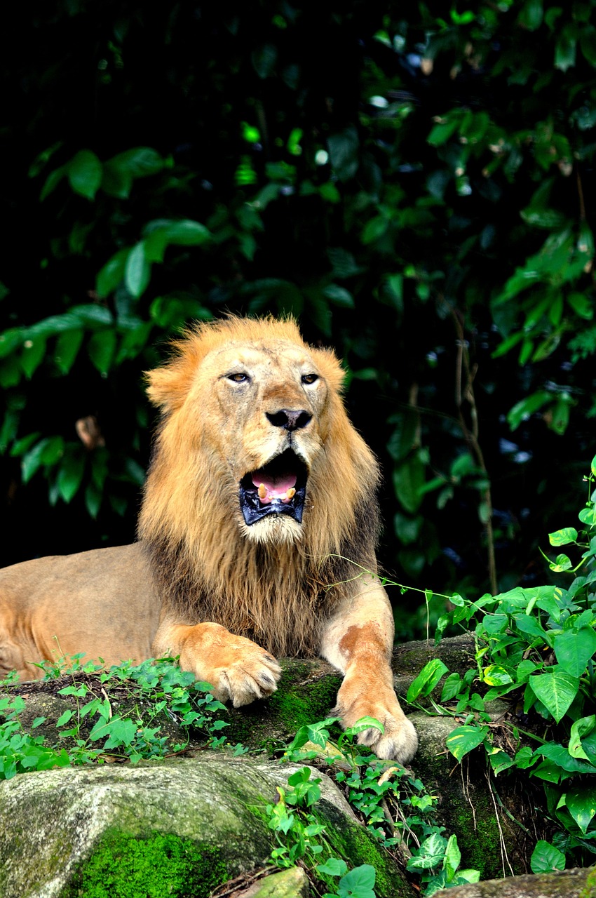 Liūtas, Žiovulys, Nuobodžiaujantis, Katė, Laukinė Gamta, Žiovulys, Afrika, Laukiniai, Safari, Plėšrūnas