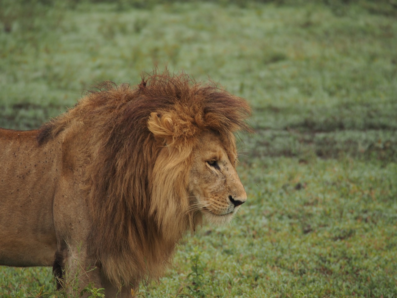 Liūtas, Afrika, Liūto Menkė, Safari, Nacionalinis Parkas, Plėšrūnas, Wildcat, Serengeti, Mieguistas Liūtas, Didelė Katė
