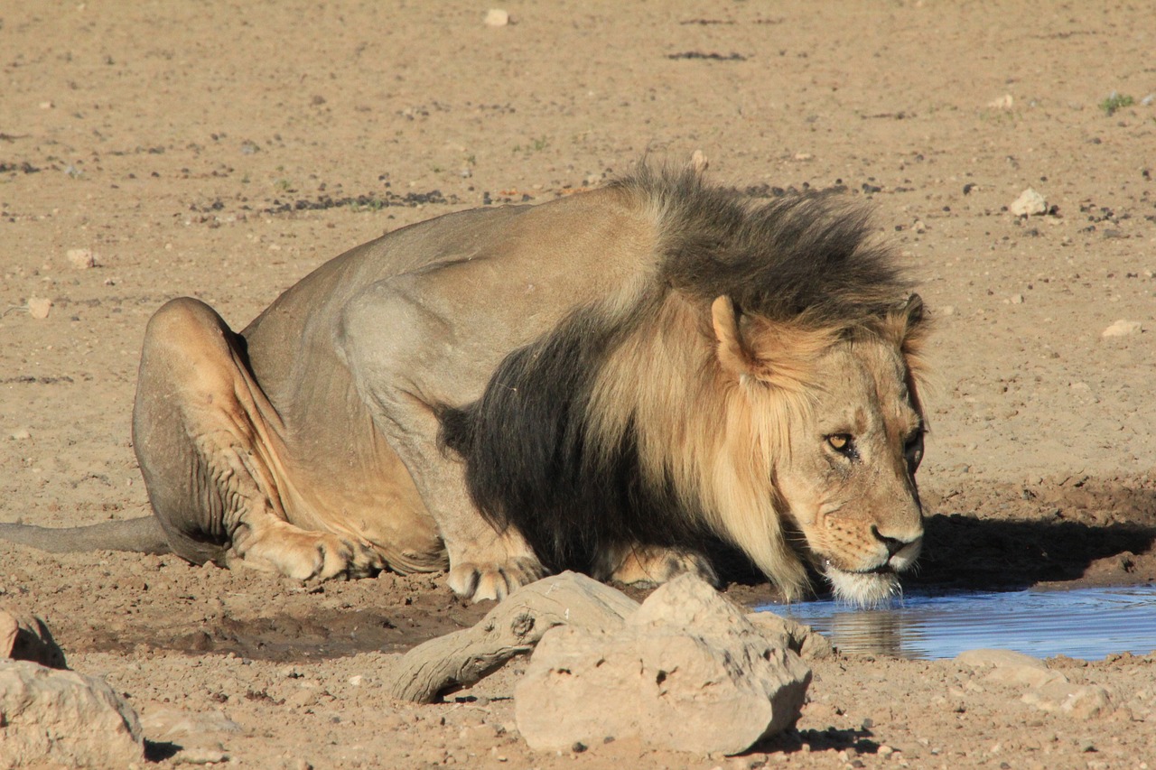 Liūtas, Gerti, Vandens Skylė, Safari, Vanduo, Afrika, Laukinė Gamta, Didelis, Katė, Kačių