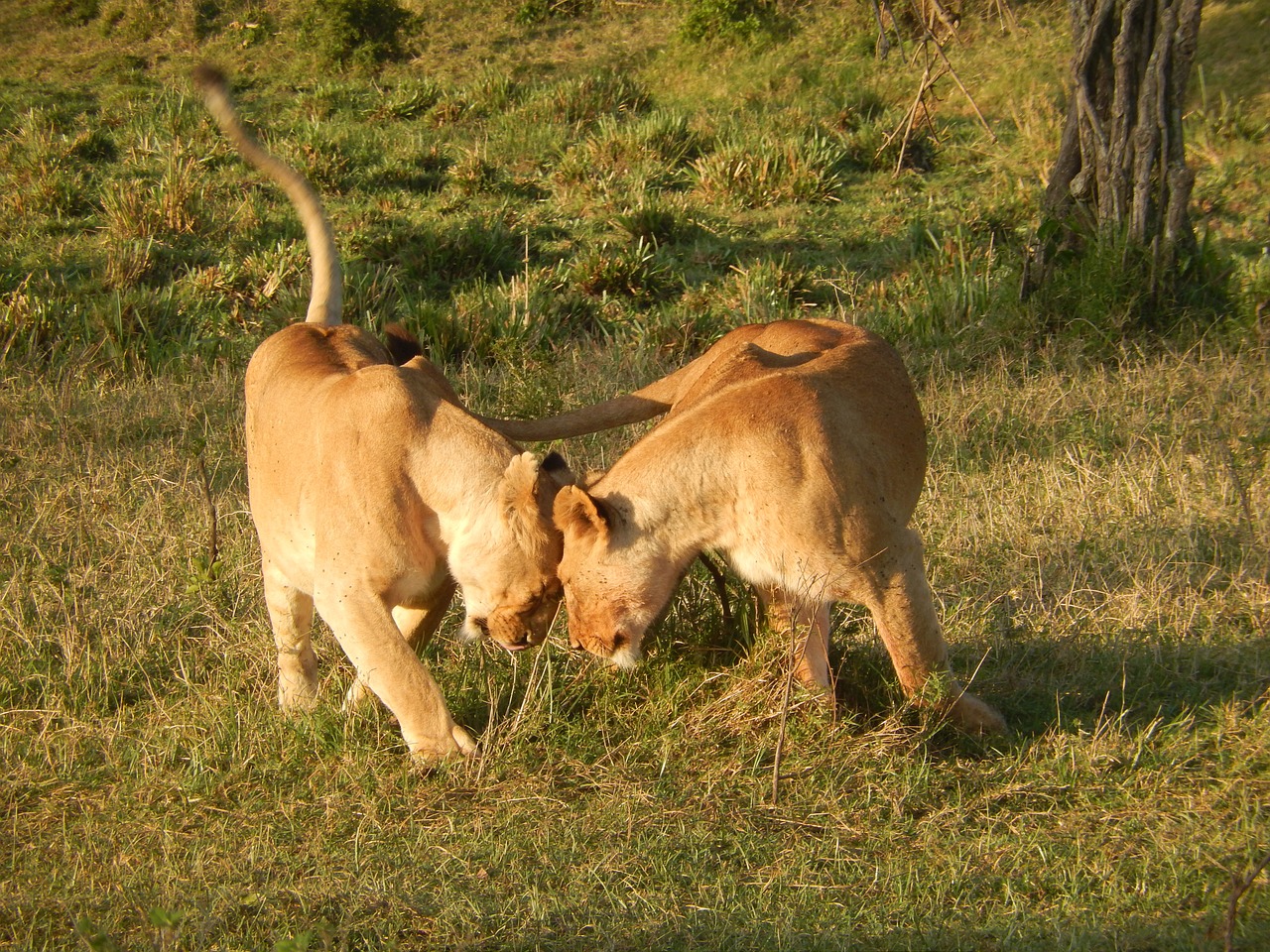 Liūtas, Afrika, Katė, Liūtas, Wildcat, Kenya, Gyvūnai, Nemokamos Nuotraukos,  Nemokama Licenzija