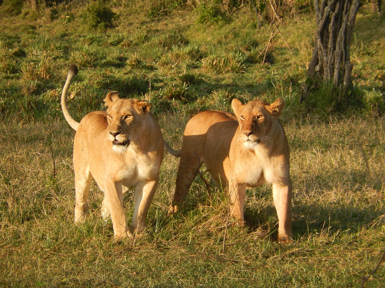 Liūtas, Afrika, Katė, Liūtas, Plėšrūnas, Wildcat, Kenya, Žinduolis, Nemokamos Nuotraukos,  Nemokama Licenzija