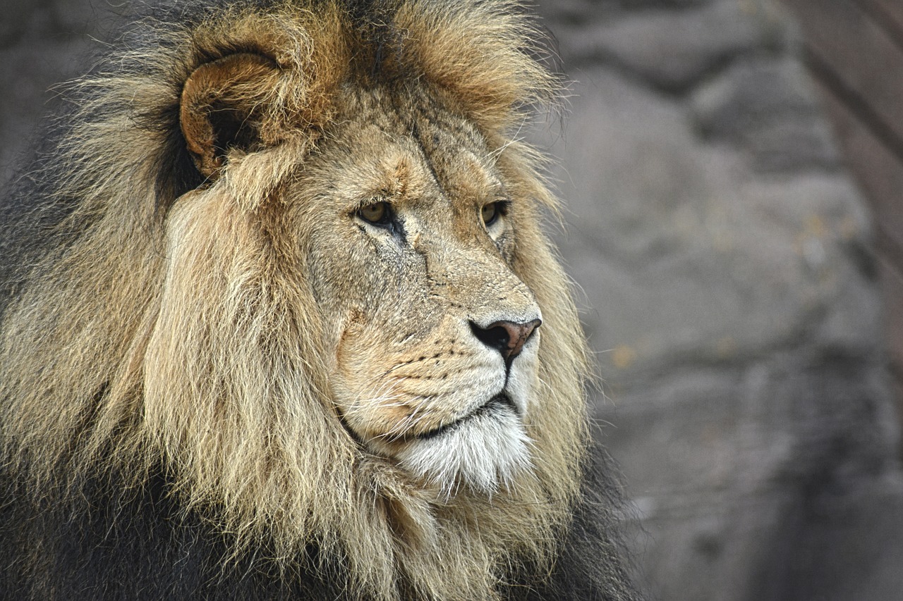 Liūtas, Didingas, Berniukas, Karalius, Laukinė Gamta, Afrika, Asija, Leo, Laukiniai, Žinduolis