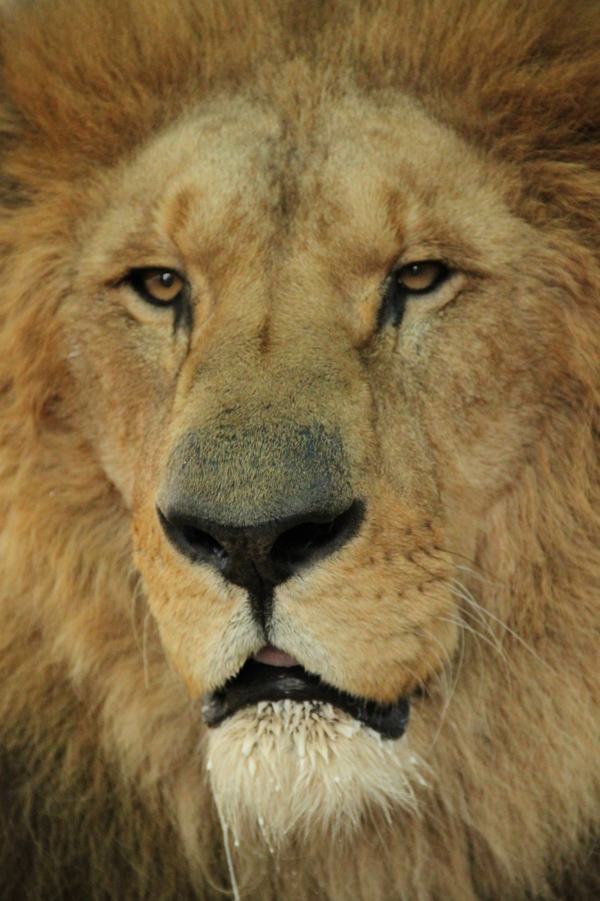 Liūtas, Kačių, Afrika, Laukiniai, Safari, Savanah, Gyvūnai, Laukinė Gamta, Tyrimai, Laukiniai Gyvūnai