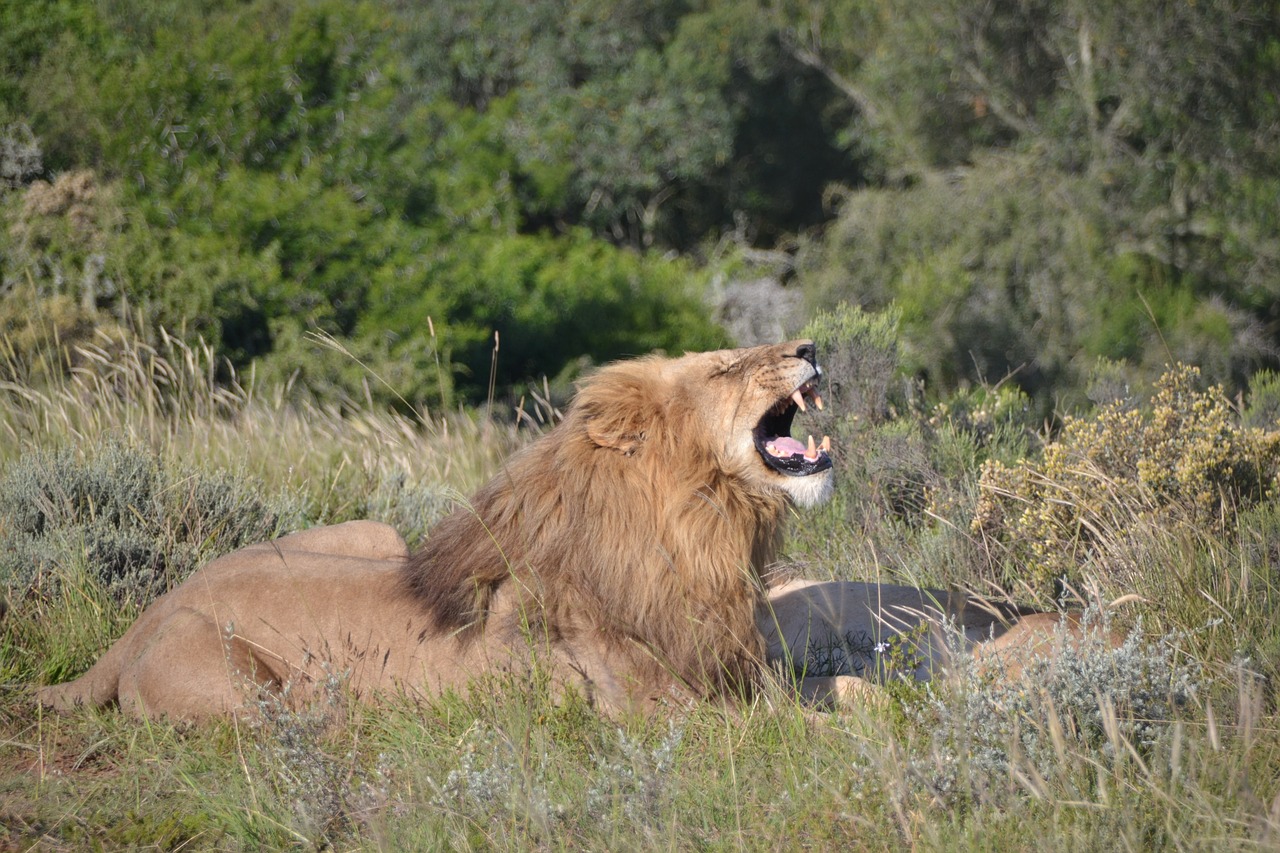 Liūtas, Rėkti, Gamta, Safari, Afrika, Laukinis Gyvūnas, Didelė Katė, Katė, Fangs, Nemokamos Nuotraukos
