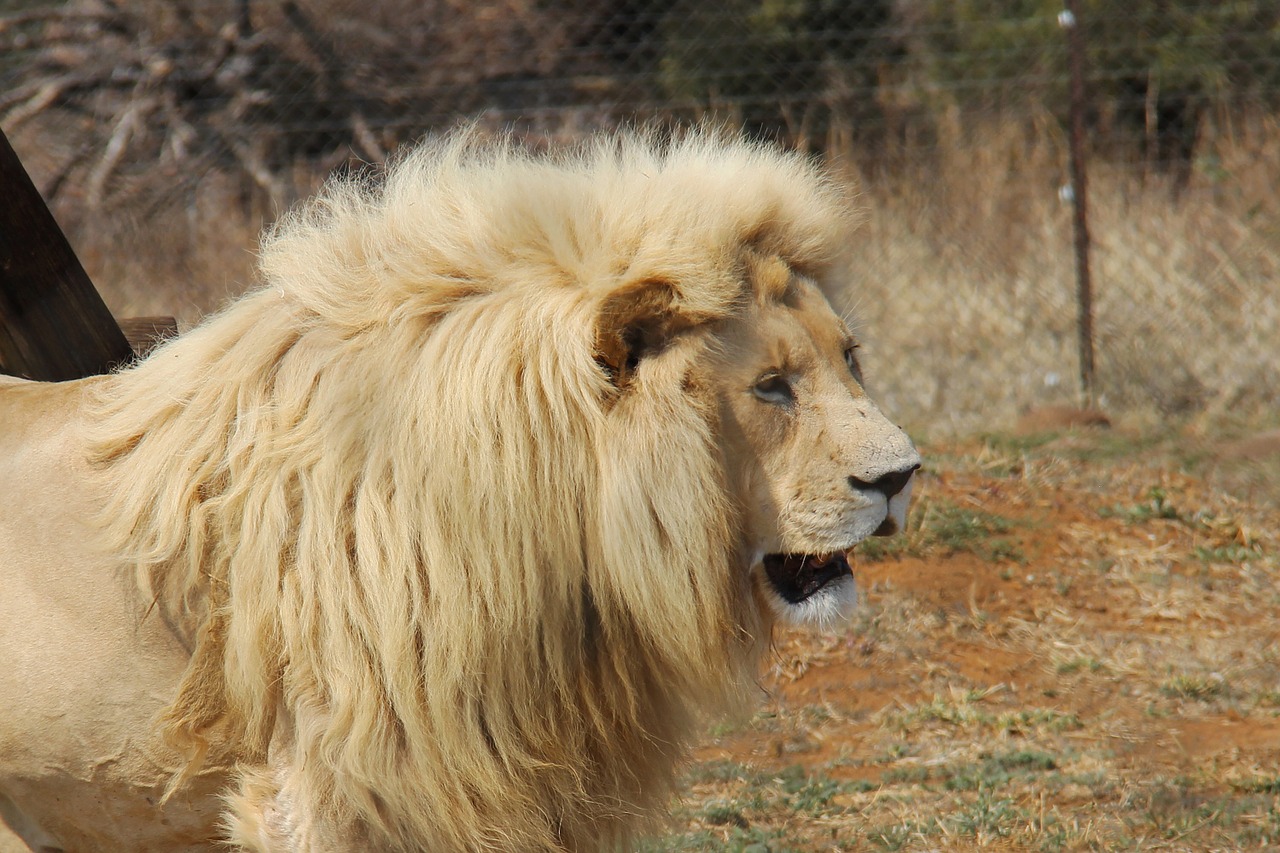 Liūtas, Plėšrūnų Pasaulis, Pilanesbergo Nacionalinis Parkas, Big5, Gražus, Gyvūnai, Spalvingas, Pavojingas, Kailis, Johanesburgas