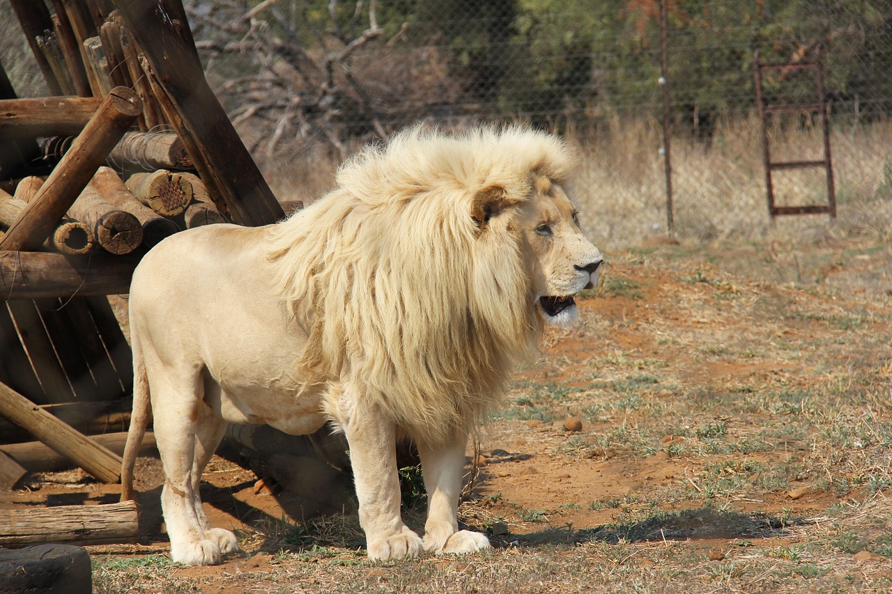 Liūtas, Plėšrūnų Pasaulis, Pilanesbergo Nacionalinis Parkas, Big5, Gražus, Gyvūnai, Spalvingas, Pavojingas, Kailis, Johanesburgas