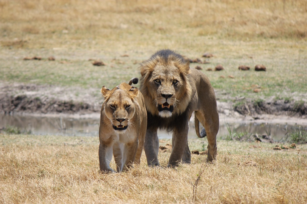 Liūtas, Liūtas, Plėšrūnas, Katė, Wildcat, Afrika, Gyvūnų Pasaulis, Didelė Katė, Pora, Laukiniai