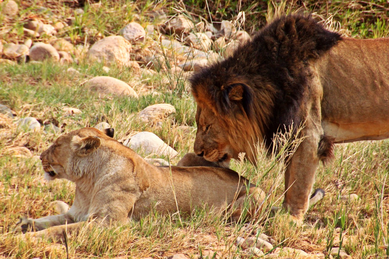 Liūtas, Liūtas, Pora, Gyvūnai, Plėšrūnas, Katė, Afrika, Wildcat, Gyvūnų Pasaulis, Didelė Katė